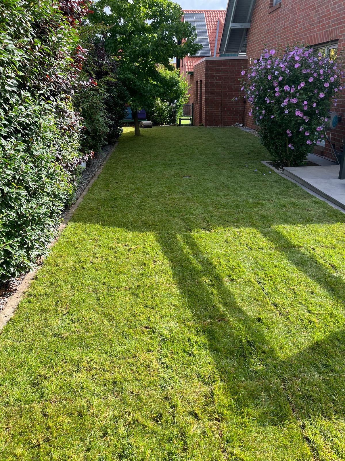 Gepflegter Garten mit frischem Rollrasen, Hecke und blühendem Hibiskus